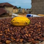 Ivory Coast cocoa price up in new season, Ghana’s flat