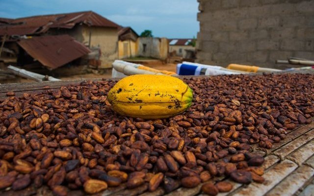 Ivory Coast cocoa price up…
