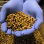 Cycle Farms Launches First Insect-Based Feed in Ghana