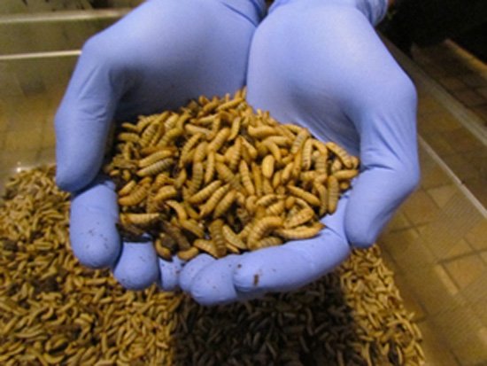 Cycle Farms Launches First Insect-Based…