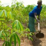 Ecobank Partners NIRSAL, declares N70bn Agricultural Fund in 3 years