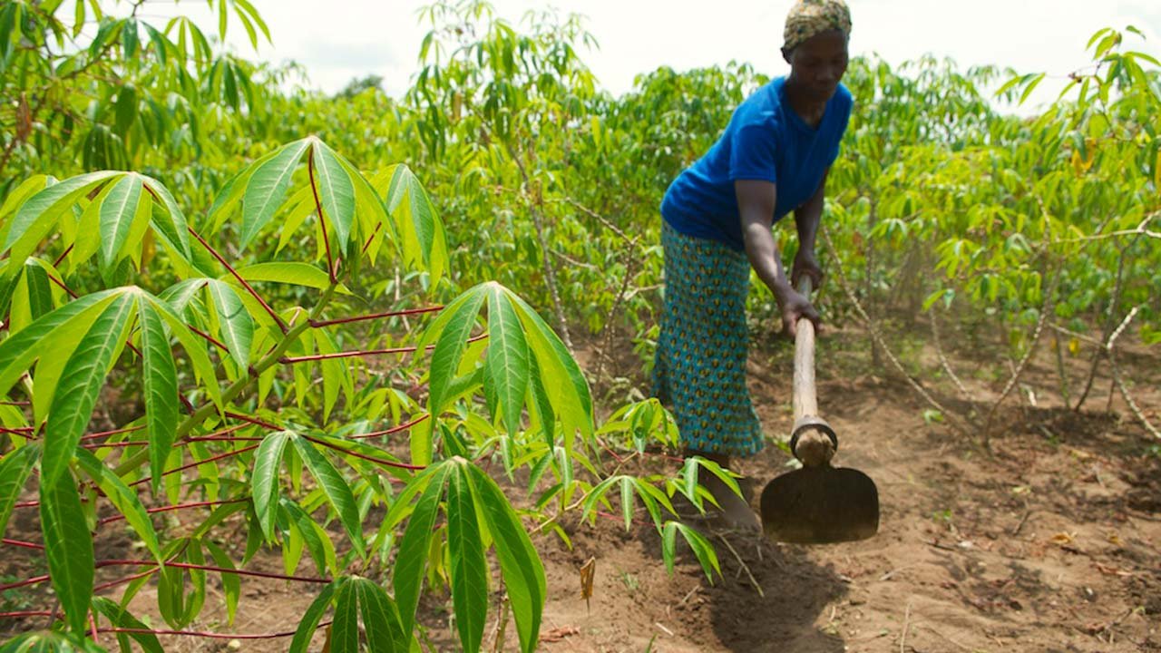 Ecobank Partners NIRSAL, declares N70bn Agricultural Fund in 3 years