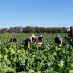 Agricultural Value Chains Workshop Launches in WKS