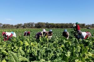Agricultural Value Chains Workshop Launches in WKS
