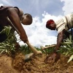 Zambian AGR invests $81m in agricultural funding