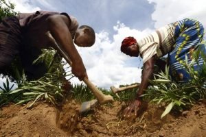 Zambian AGR invests $81m in agricultural funding