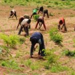 Badagry LG donates relief food items to 100 farmers to boost food production