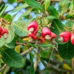 Covid-19 has positively impacted Ghana’s cashew processing sector,says MOFA