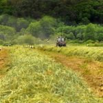 FAO launches Green Cities Initiative to help transform agri-food systems