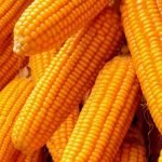 Kenya: Maize prices drop to 26pc as supply rises