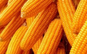 Kenya: Maize prices drop to 26pc as supply&hellip;