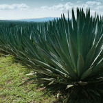Kenya: Sisal earnings increase to Sh1.2 billion on high prices