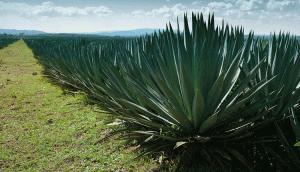 Kenya: Sisal earnings increase to Sh1.2 billion on&hellip;