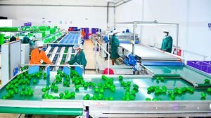 Kenya: Sasini profit surges to Sh573m on higher&hellip;