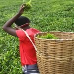 Export Earnings From Tea Rise To Sh136 billion Last Year
