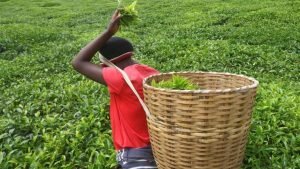 Export Earnings From Tea Rise To Sh136 billion&hellip;