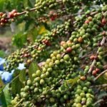 Coffee earnings nearly double to Sh10.2bn in January