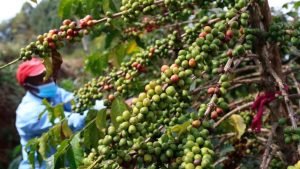 Coffee earnings nearly double to Sh10.2bn in January