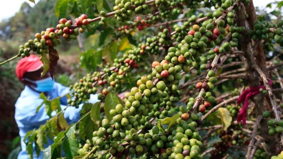 Coffee earnings nearly double to…