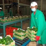 Kenya: Kakuzi avocado farmers earnings fall by 45%