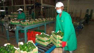 Kenya: Kakuzi avocado farmers earnings fall by 45%