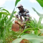 Kenya: Prices increase as farmers store 85% of maize