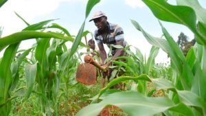 Kenya: Prices increase as farmers store 85% of&hellip;