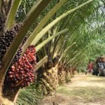 Benso Oil Palm Plantation (BOPP) to pay ¢1.06 per share to shareholders