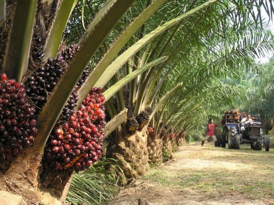 Benso Oil Palm Plantation (BOPP) to pay ¢1.06 per share to shareholders