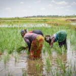 African Development Bank approves $11.7 million to facilitate access to fertilizers for African farmers