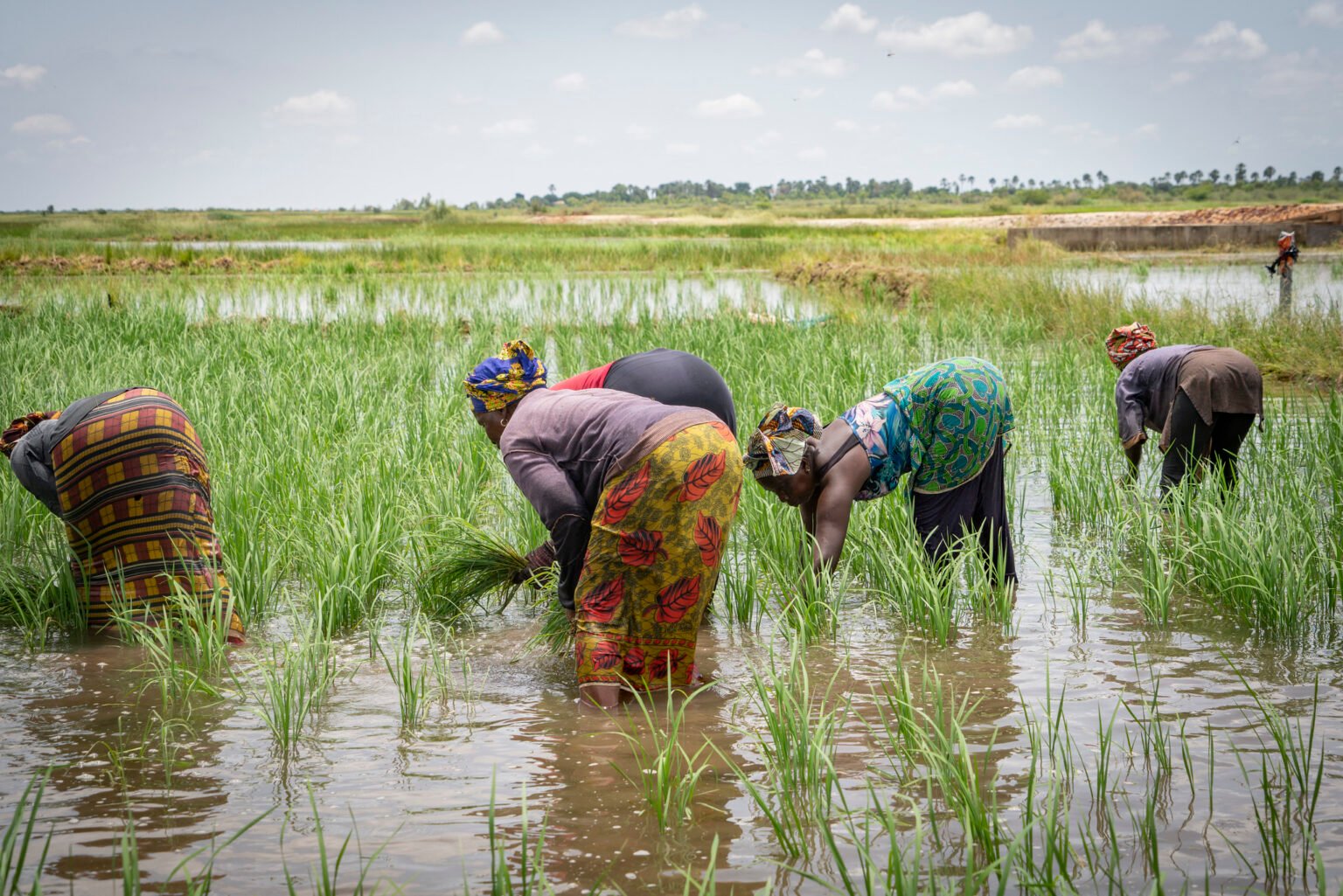 African Development Bank approves $11.7 million to facilitate access to fertilizers for African farmers