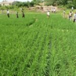 Stepping up fair trade for small farmers worldwide