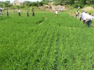 Stepping up fair trade for small farmers worldwide