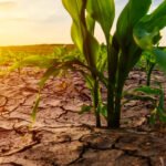 Green climate fund approves World Food Programme (WFP’s) US$10 million project to build climate resilience in Cote D’Ivoire