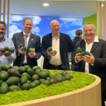 Kenya expands its avocado exports to India market